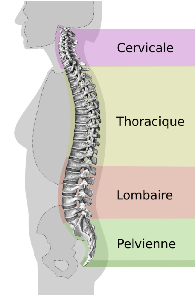 Corps humain avec annotations des différentes parties du dos
