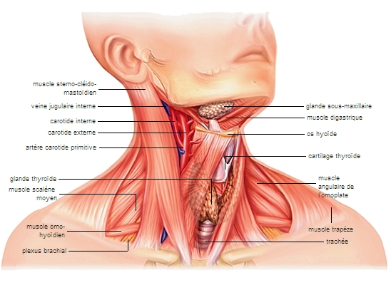 Anatomie du cou