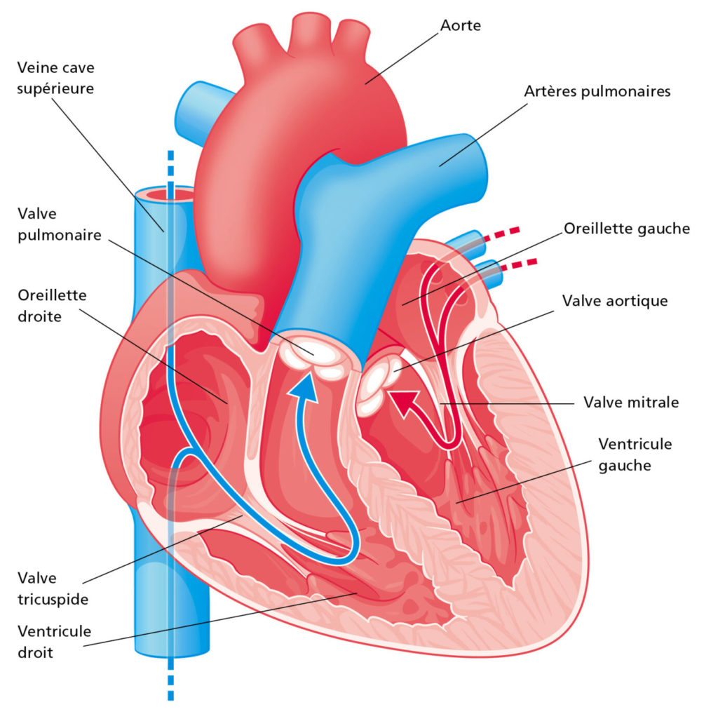 Illustration d'un cœur pour expliquer la valvulopathie selon Medimage